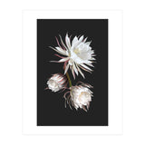 Queen Of The Night (Print Only) thumbnail
