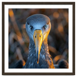 Great Blue Heron Closeup Dramatic Portrait thumbnail
