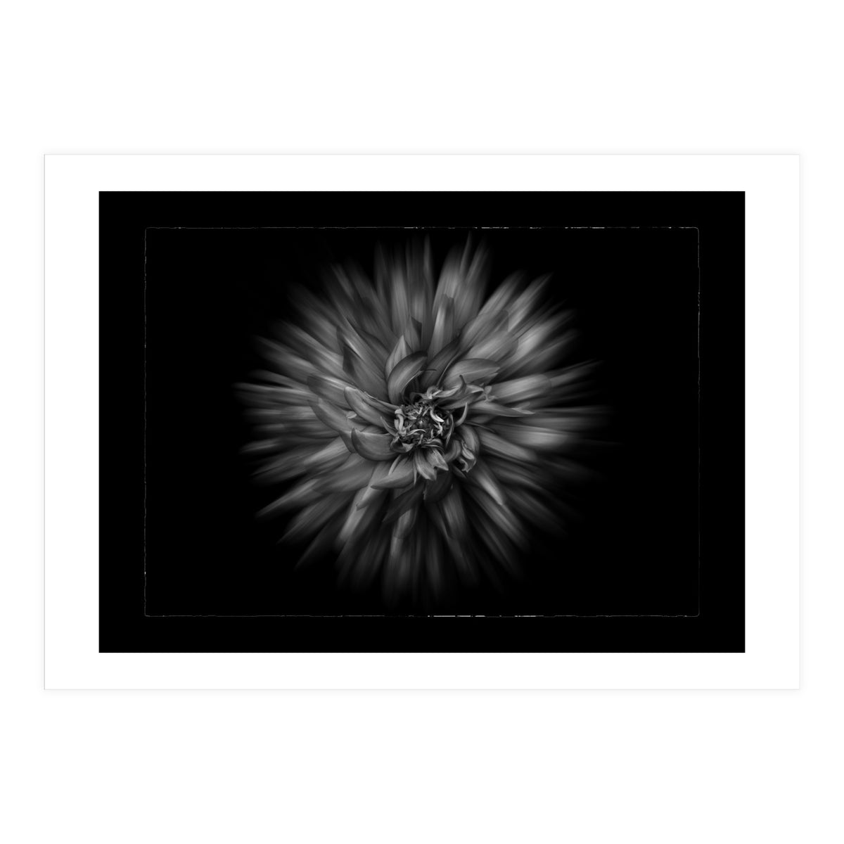 Backyard Flowers In Black And White No 20 Flow Version with Border (Print Only)