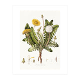 William Curtis – Dandelion (1777–1798) (Print Only) thumbnail