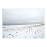 Winter grass in snow beach (Print Only) thumbnail