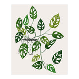 Monstera Obliqua Plant (Print Only) thumbnail