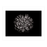 Backyard Flowers In Black And White No 79 (Print Only) thumbnail