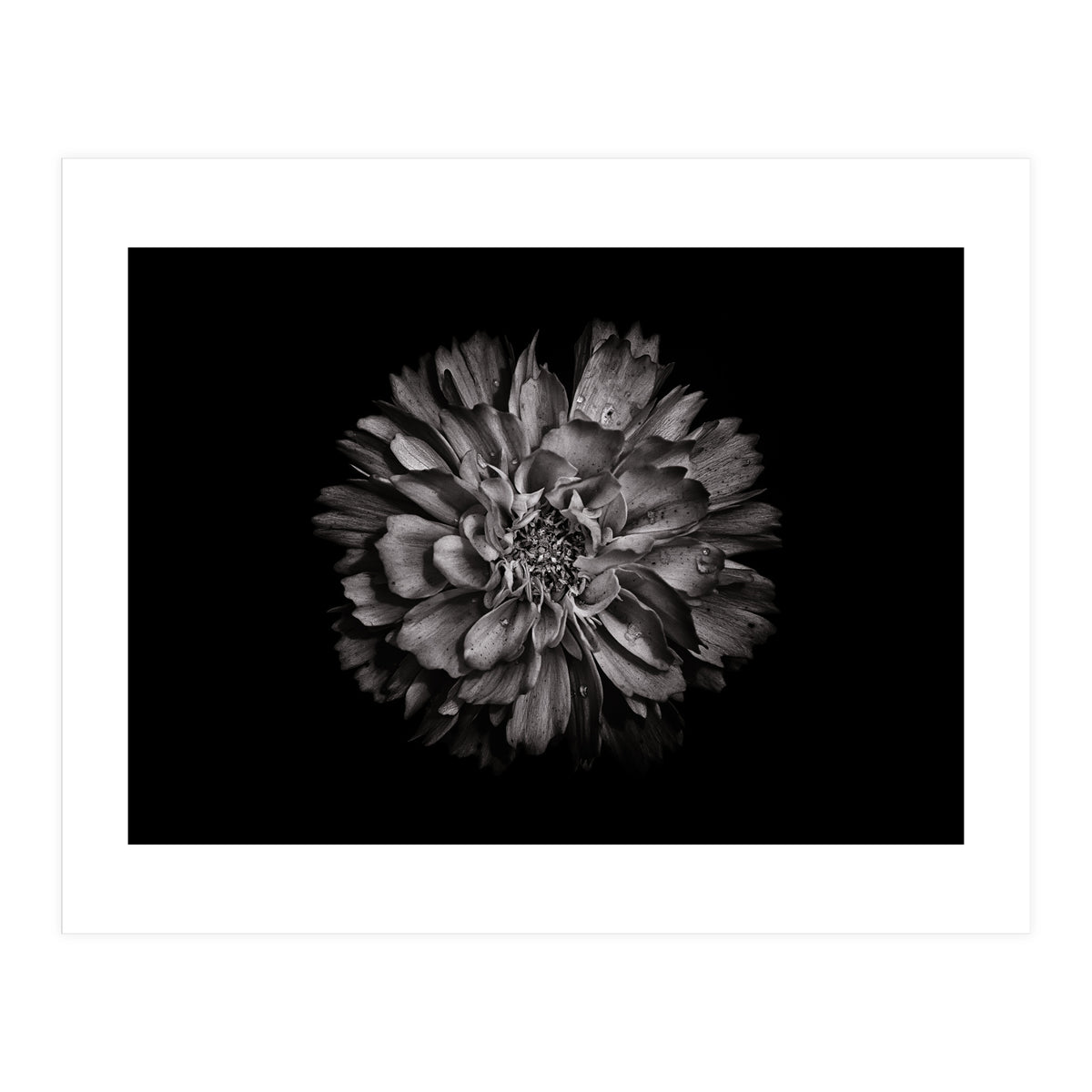 Backyard Flowers In Black And White No 79 (Print Only)