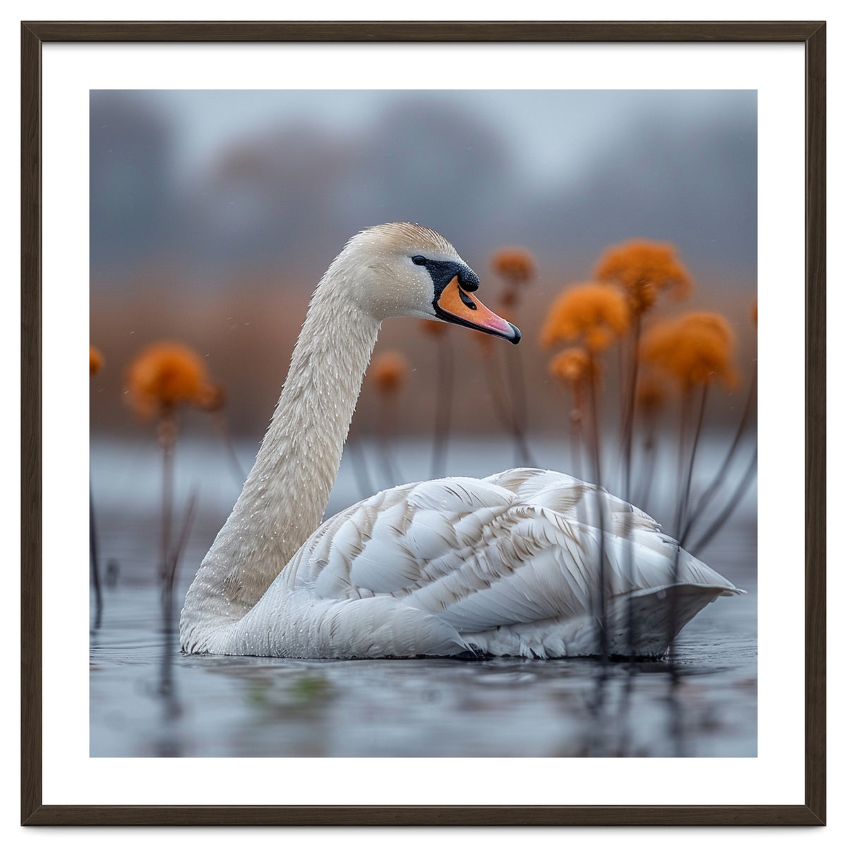 White Swan Swimming In A Lake With Reeds