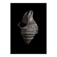 Shells No 2 (Print Only)