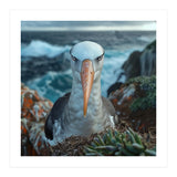 Black Browed Albatross Perched On Nest Near Ocean (Print Only) thumbnail