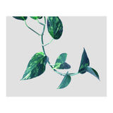 Projection & Emotion (Print Only) thumbnail