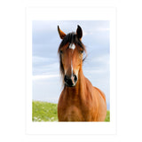 Brown Horse (Print Only) thumbnail