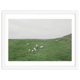 A flock of Sheep in the Green Hill - Iceland thumbnail