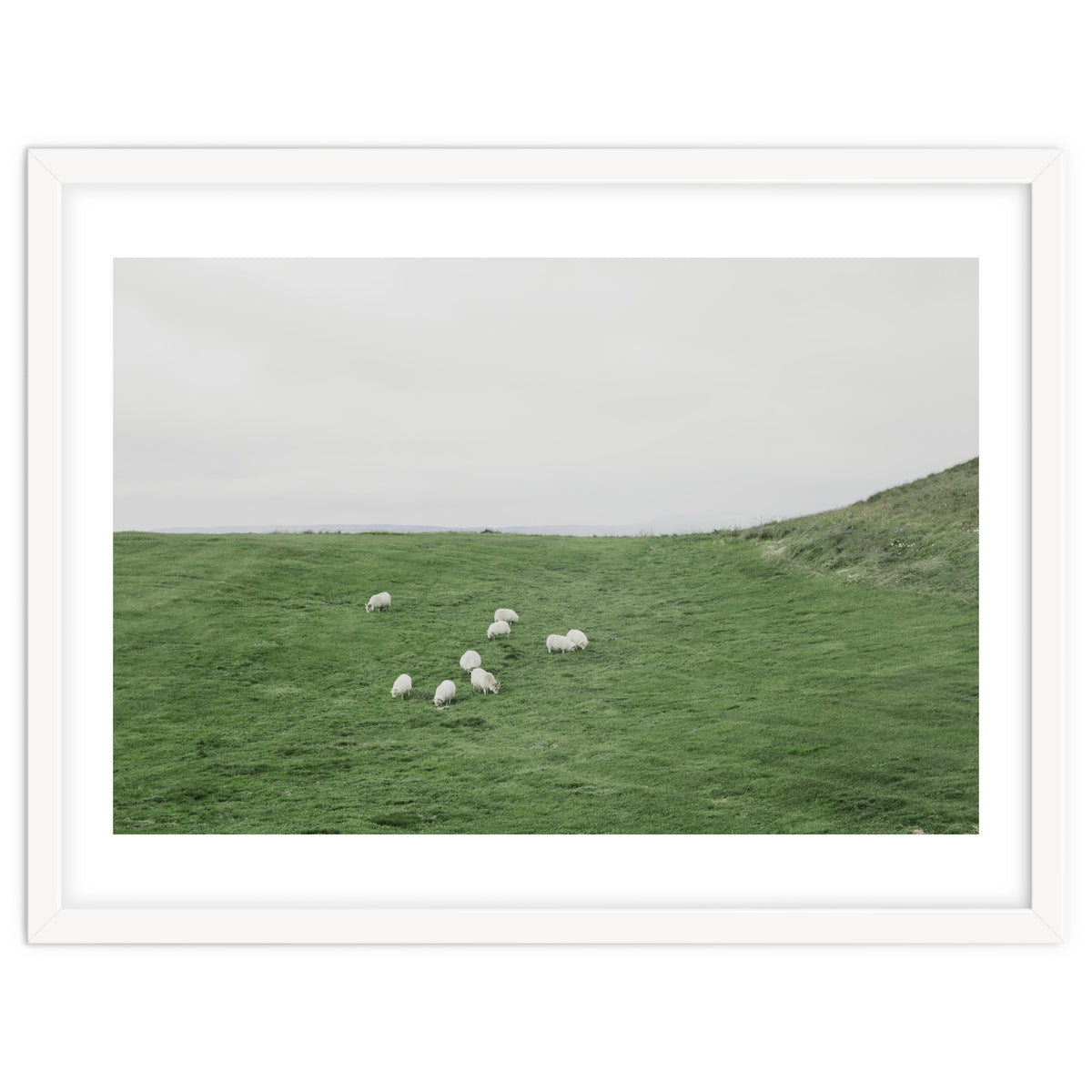 A flock of Sheep in the Green Hill - Iceland