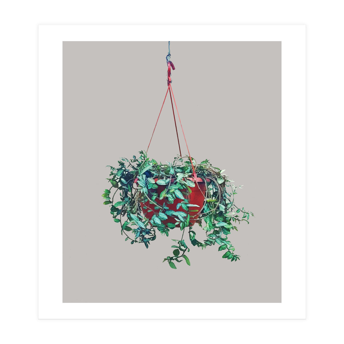 Hanging Plant (Print Only)