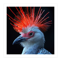 Secretary Bird (Print Only)