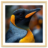 King Penguin With Water Droplets In Rain thumbnail