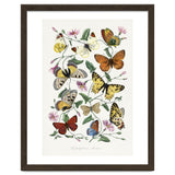 Paul Gervais – Butterfly and Moth Natural History Illustration (1842) thumbnail