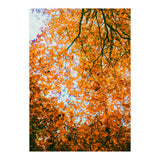 Autumn Leaves (Print Only) thumbnail