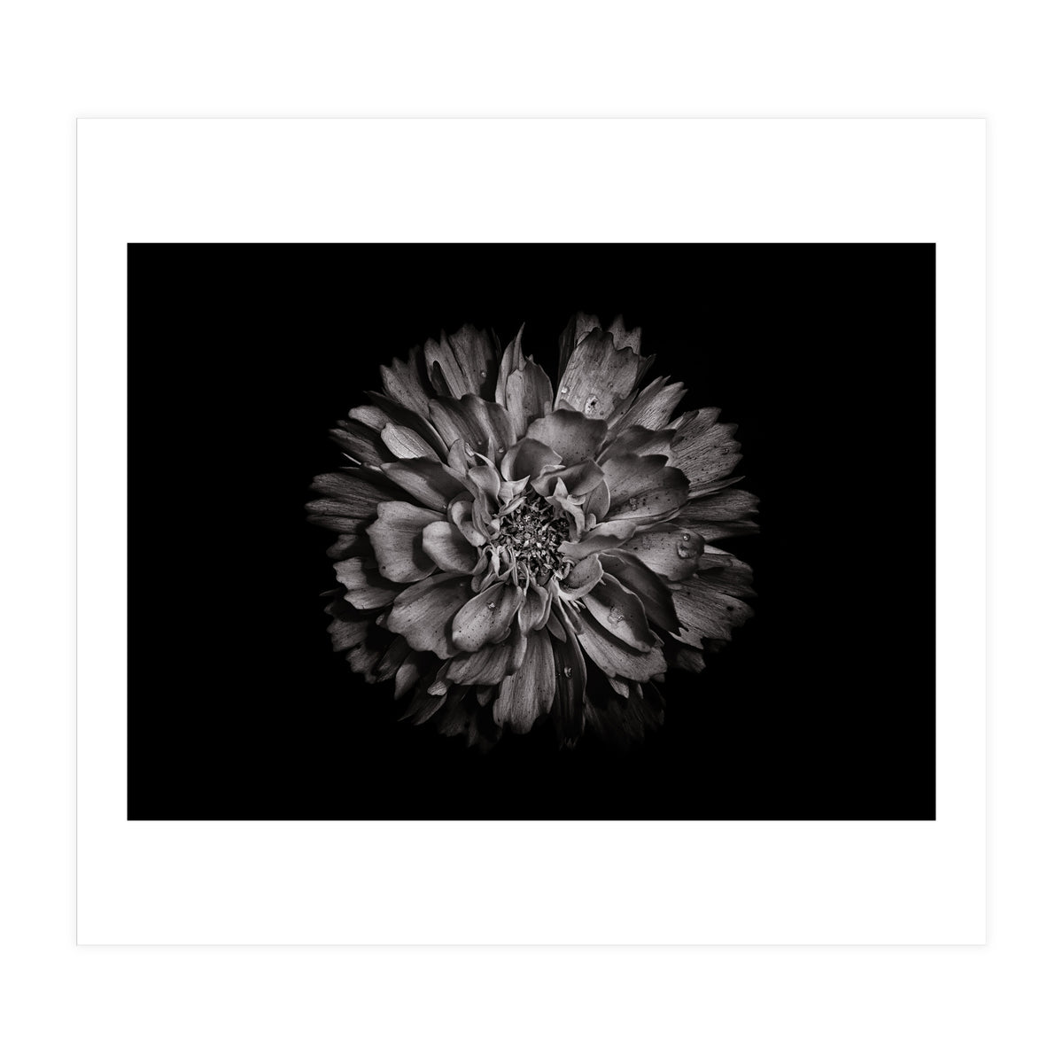 Backyard Flowers In Black And White No 79 (Print Only)