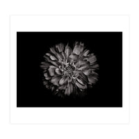 Backyard Flowers In Black And White No 79 (Print Only)