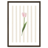 Single Tulip thumbnail