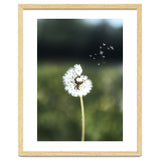Dandelion Wish Photography thumbnail