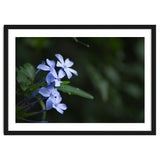 BLOSSOM. thumbnail