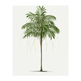 Oswald de Kerchove de Denterghem – Vintage Palm Tree Illustration (1878) (Print Only) thumbnail