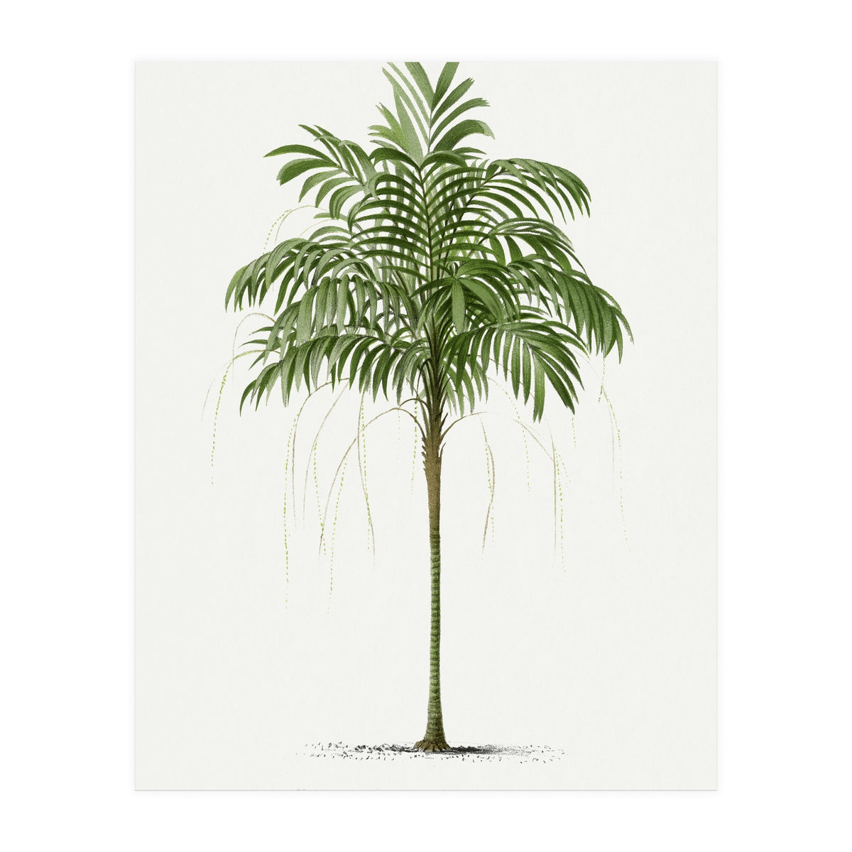 Oswald de Kerchove de Denterghem – Vintage Palm Tree Illustration (1878) (Print Only)
