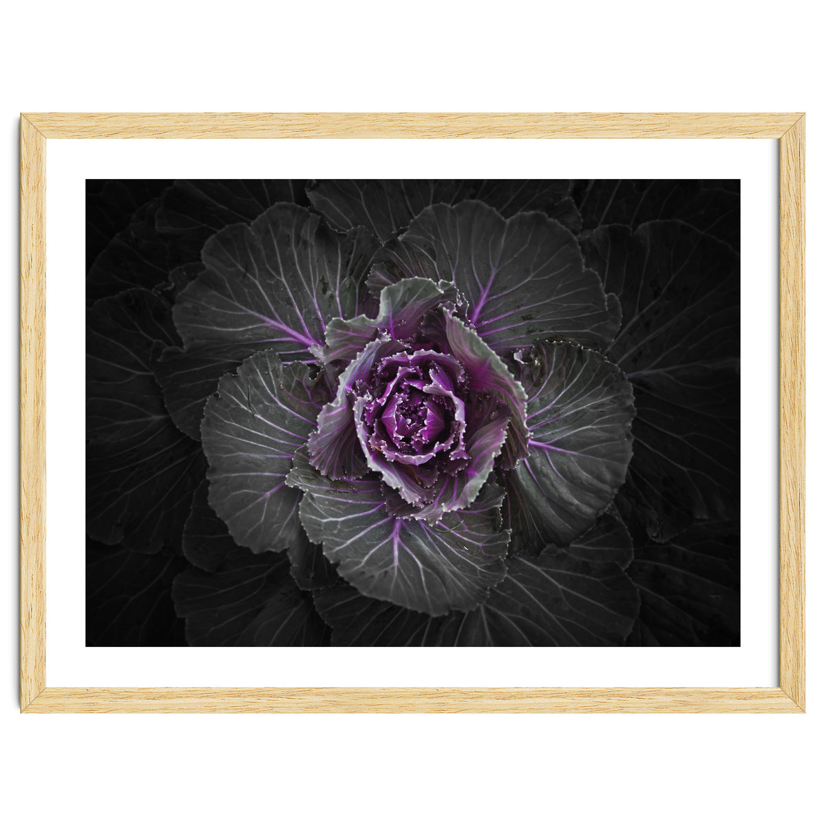 Backyard Flowers No 108 Color Version