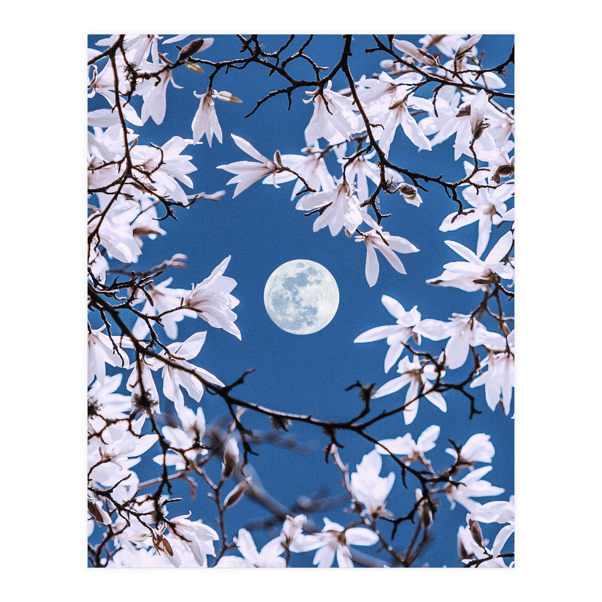 Moon Branches (Print Only)