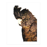 Black Cockatoo  (Print Only) thumbnail
