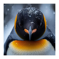 Close Up King Penguin In The Snow (Print Only)