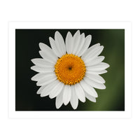 Close up of a daisy (Print Only)