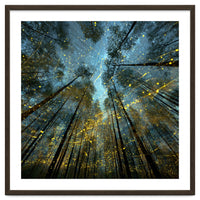 Enchanted Night Forest with Glowing Fireflies