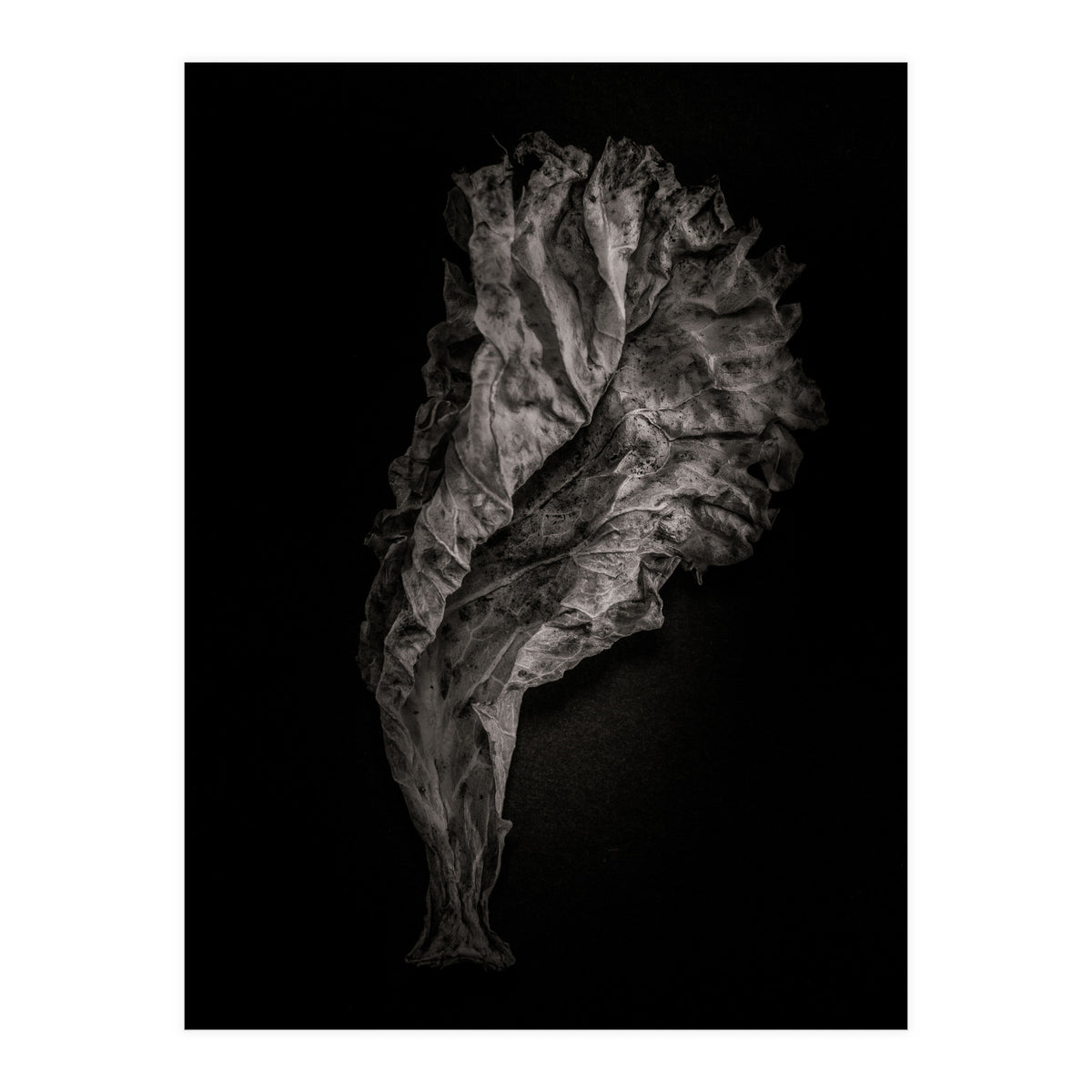 Leaves No 9 (Print Only)