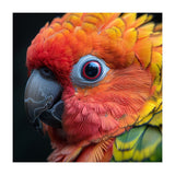 Close Up Sun Conure Parrot Eye Feathers  (Print Only) thumbnail