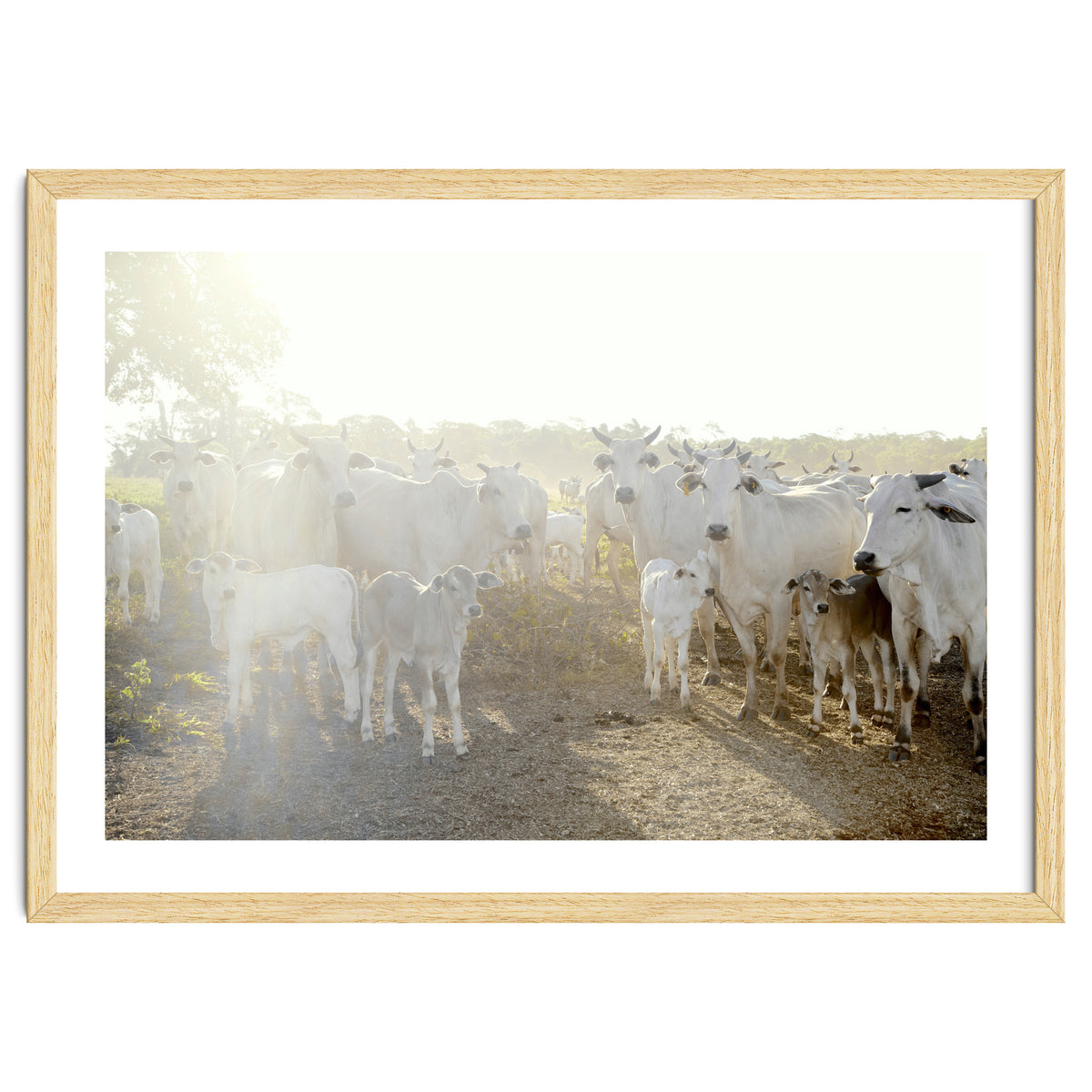 LIVING TOGETHER - WHITE COWS FAMILY