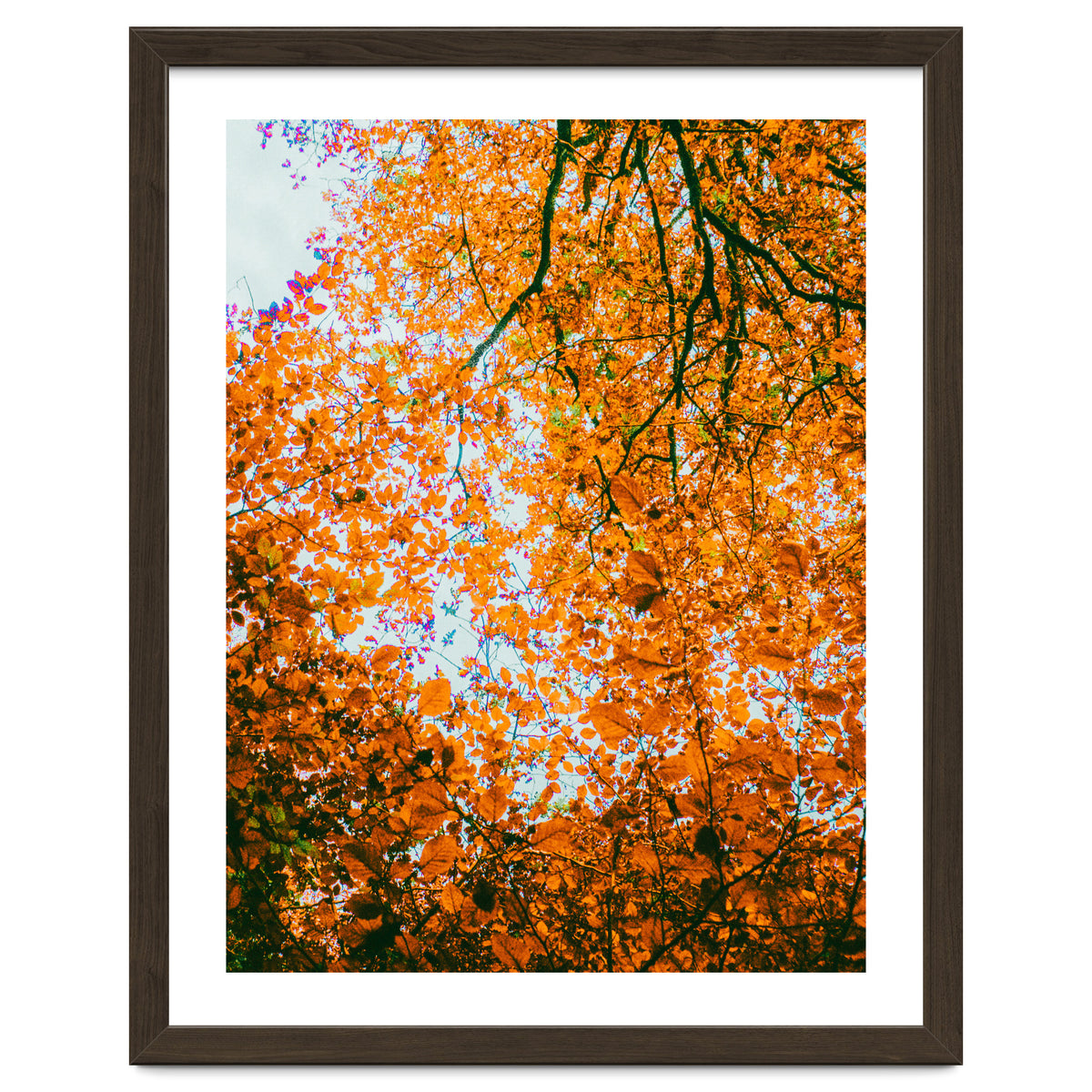 Autumn Leaves