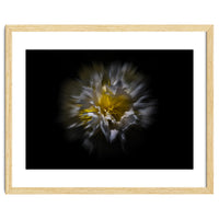 Backyard Flowers No 25 Color Flow Version