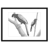 Yucatan Jays thumbnail