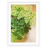 Maidenhair Queen thumbnail