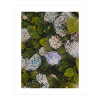 Hydrangeas | Portrait (Print Only)