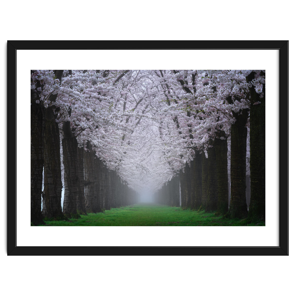 Cherry trees in the fog