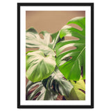 Monstera Mix thumbnail