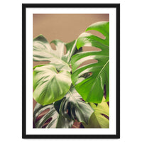 Monstera Mix