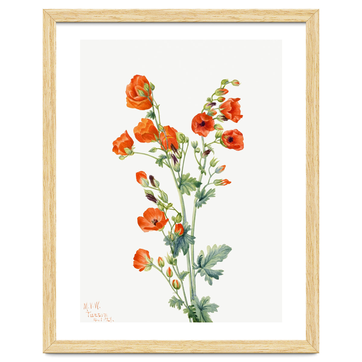 Mary Vaux Walcott – Scarlet Globe Mallow (Sphaeralcea grossulariaefolia) (1927)