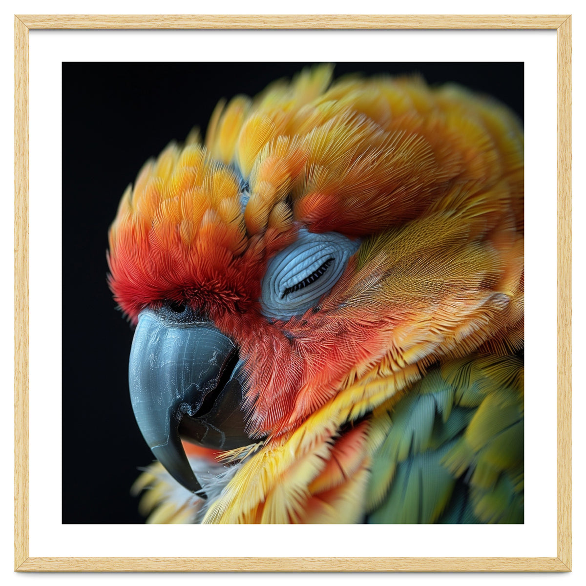 Close Up Of A Sleeping Sun Conure Parrot