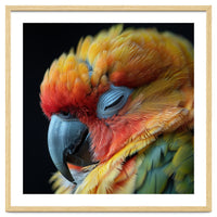 Close Up Of A Sleeping Sun Conure Parrot
