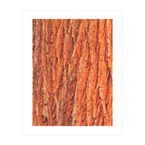 Tree Bark (Print Only) thumbnail