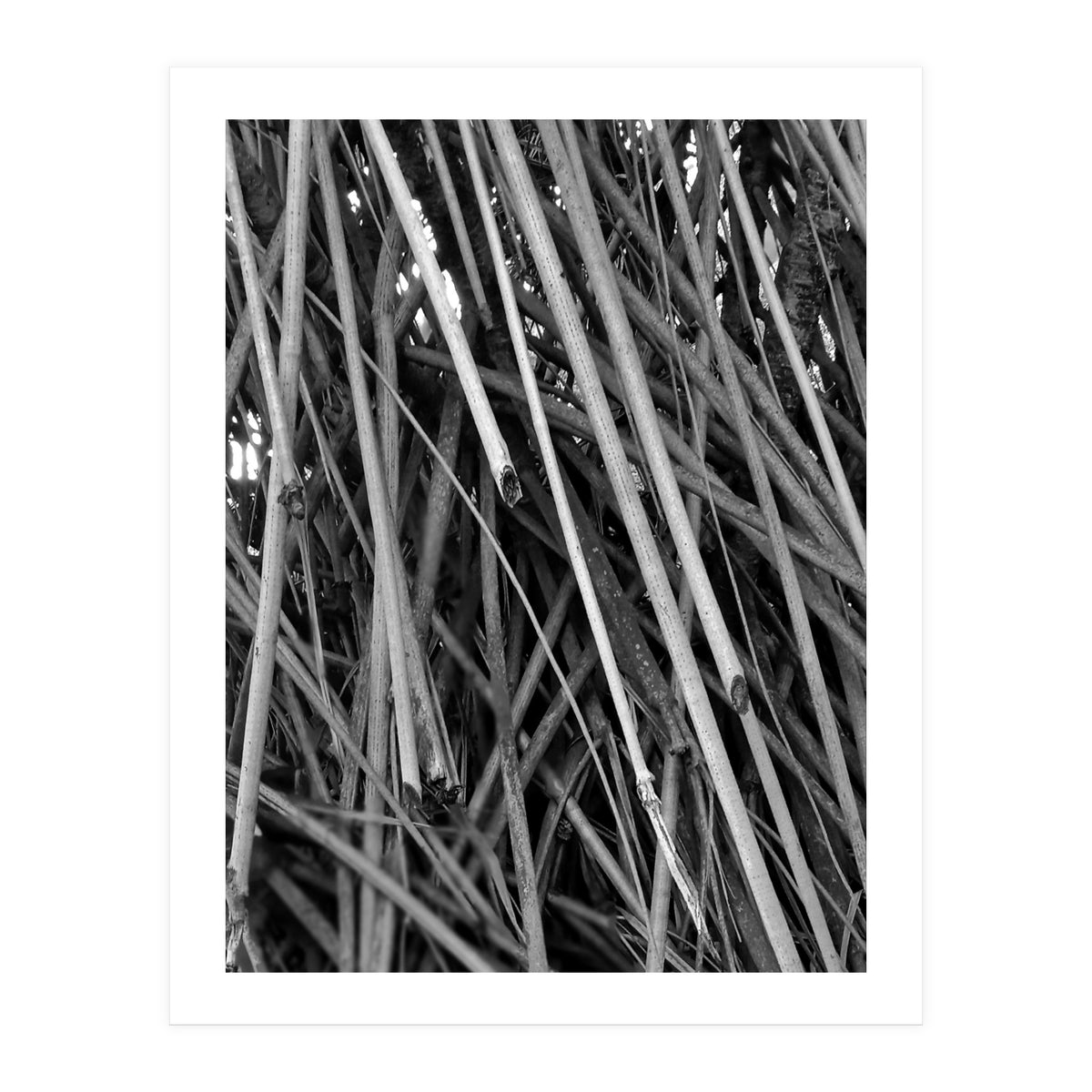 Black Tectorius Plant Shoots Art (Print Only)