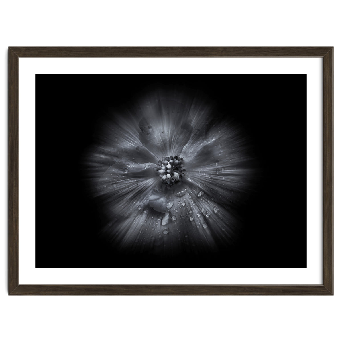 Backyard Flowers In Black And White No 66 Flow Version